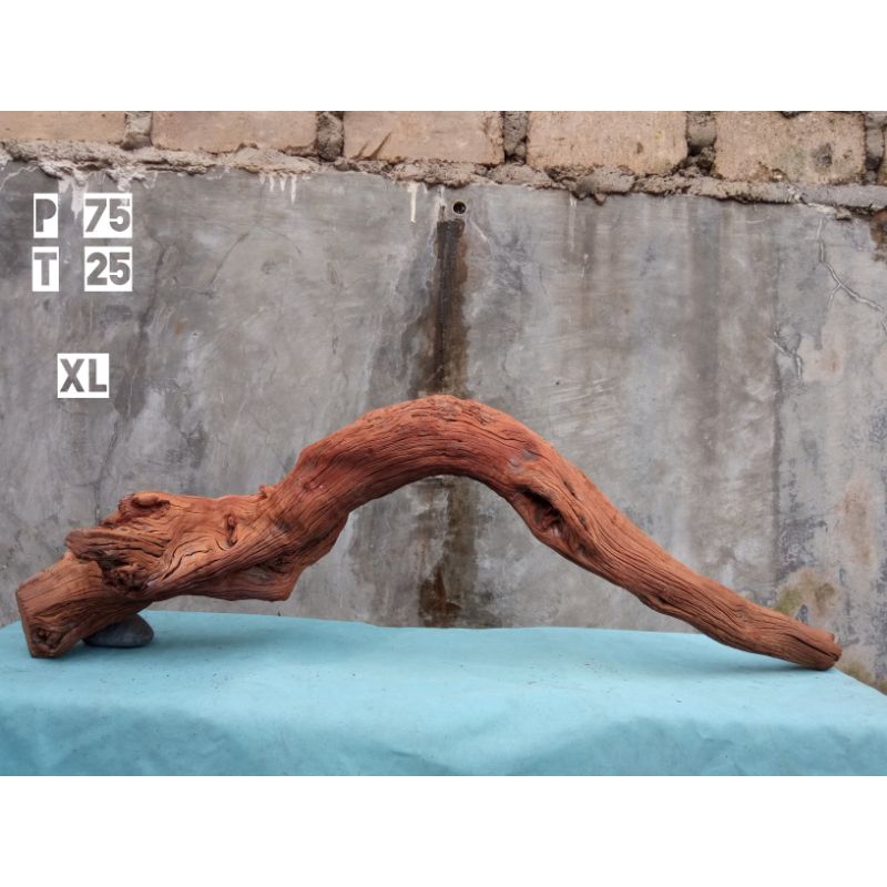 kayu santigi termurah aquascape hewan paludarium size XL