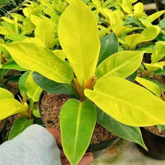 Banting Harga Philo Lemon/monlight xm1GKZqikLzEqp
