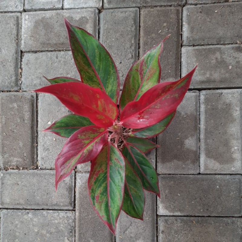 aglonema lipstik aurora indukan (rumpun 2-3 btg)