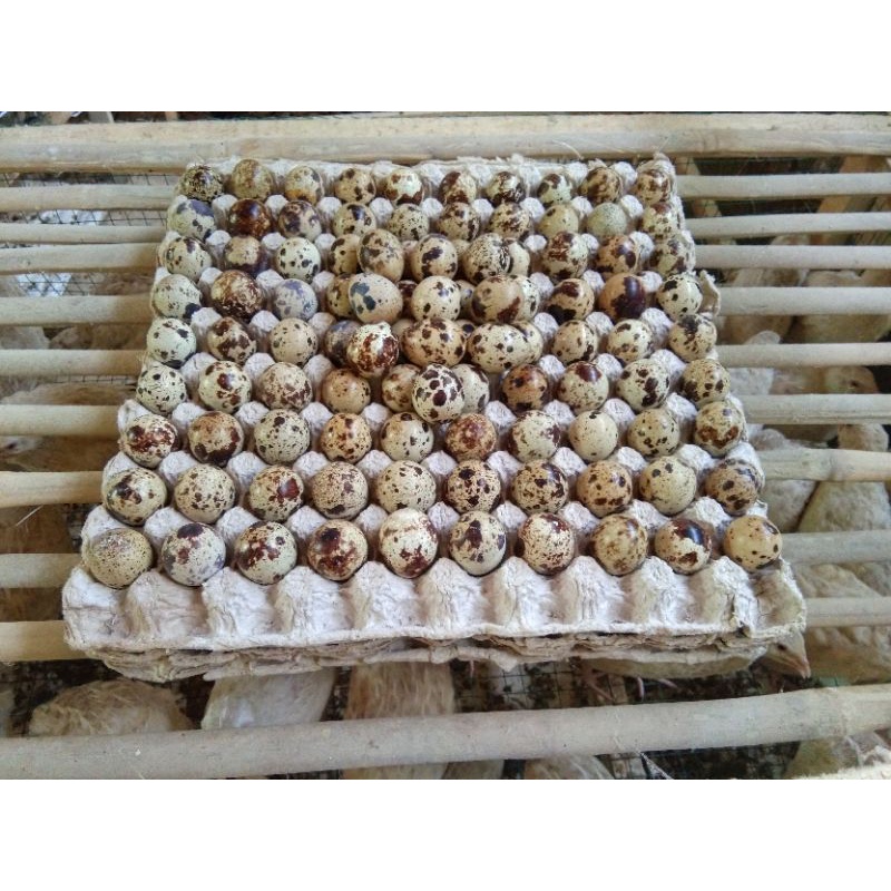 Telur Puyuh Fertil/Tetas Albino Mata Merah