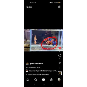 pair yellow base multi