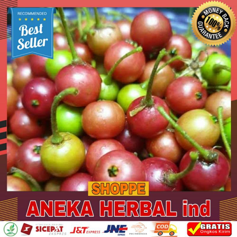 

Buah Ceri - Buah Kersen Termurah - Obat Asam Urat