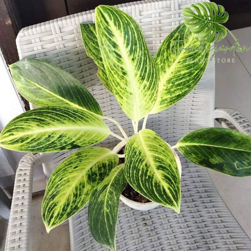 Tanaman Hias Aglonema Blanceng Golden - Aglonema Blanceng Golden