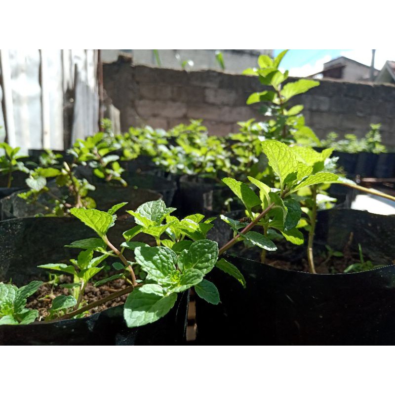 

Daun mint || tanaman herbal