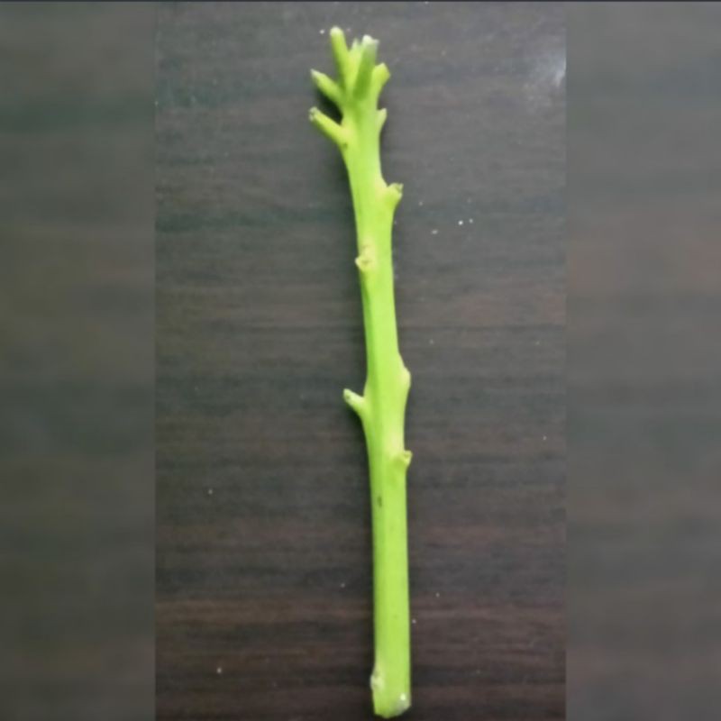 Entres Mangga Kelapa