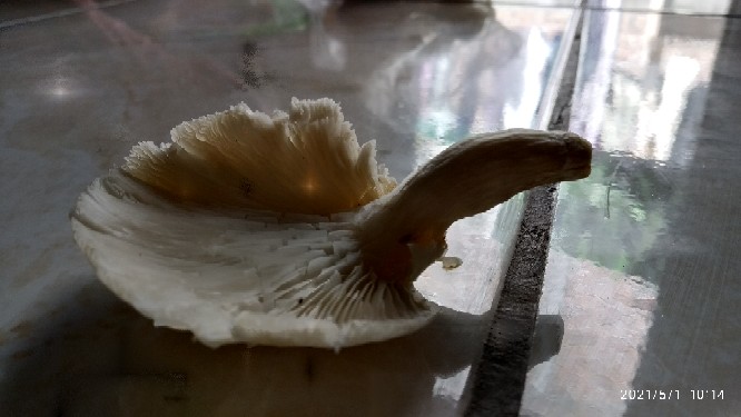 Kran Kompresor 1/4 Hato