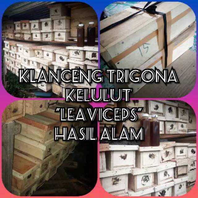 Tawon Madu Lebah Madu Tak Bersengat Klanceng Teuweul Trigona Kelulut Bibit Lebah Oalam Kotak Stup
