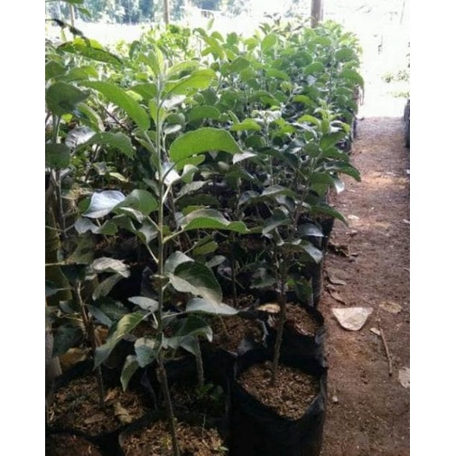 BIBIT TANAMAN BUAH APEL RED CAROLINE