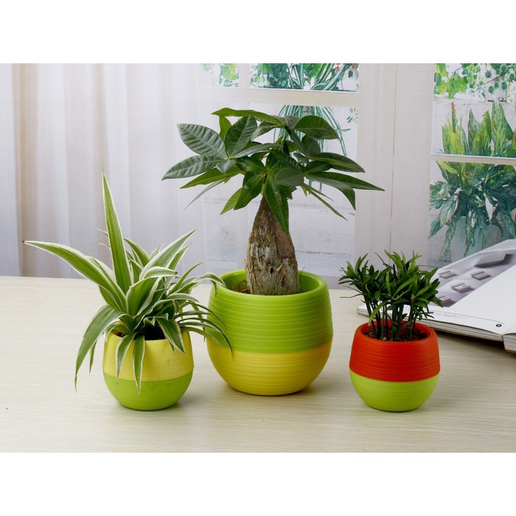 Mini Pot Bunga Hias Kaktus Tanaman - 5 PCS - Multi-Color