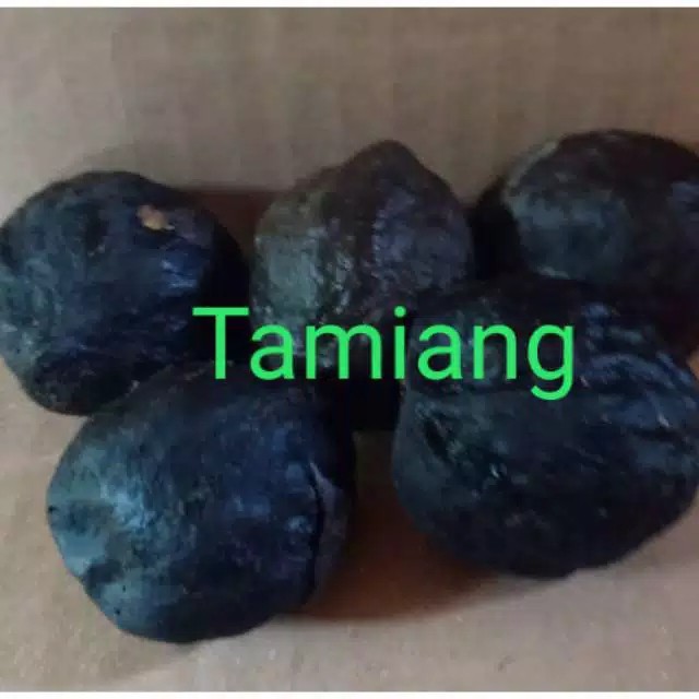 muncang adu / muncang jalu bulat utuh