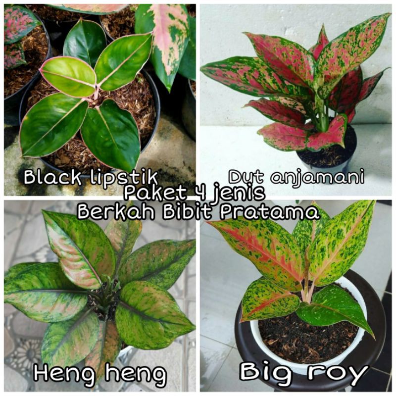 Bunga Aglonema paket 4jenis