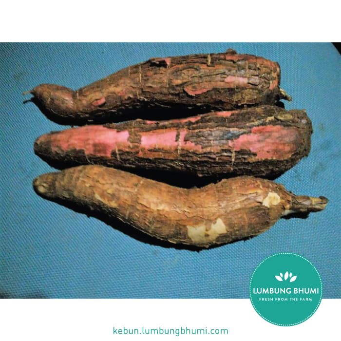 

TERLARIS SINGKONG ( SAYUR - SAYURAN CURAH ) !!