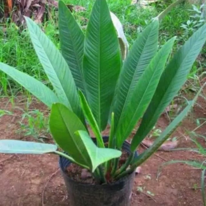 Tanaman hias anthurium lynette - antorium linet