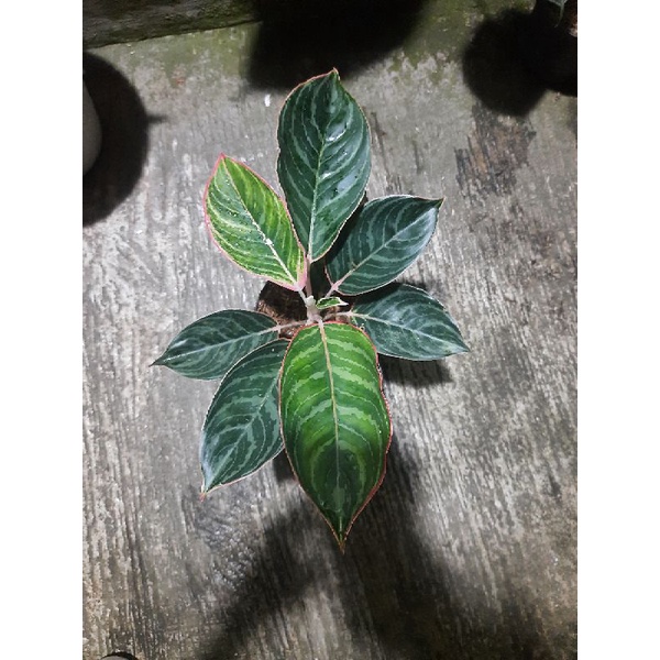 aglonema lipstik emerald dragon