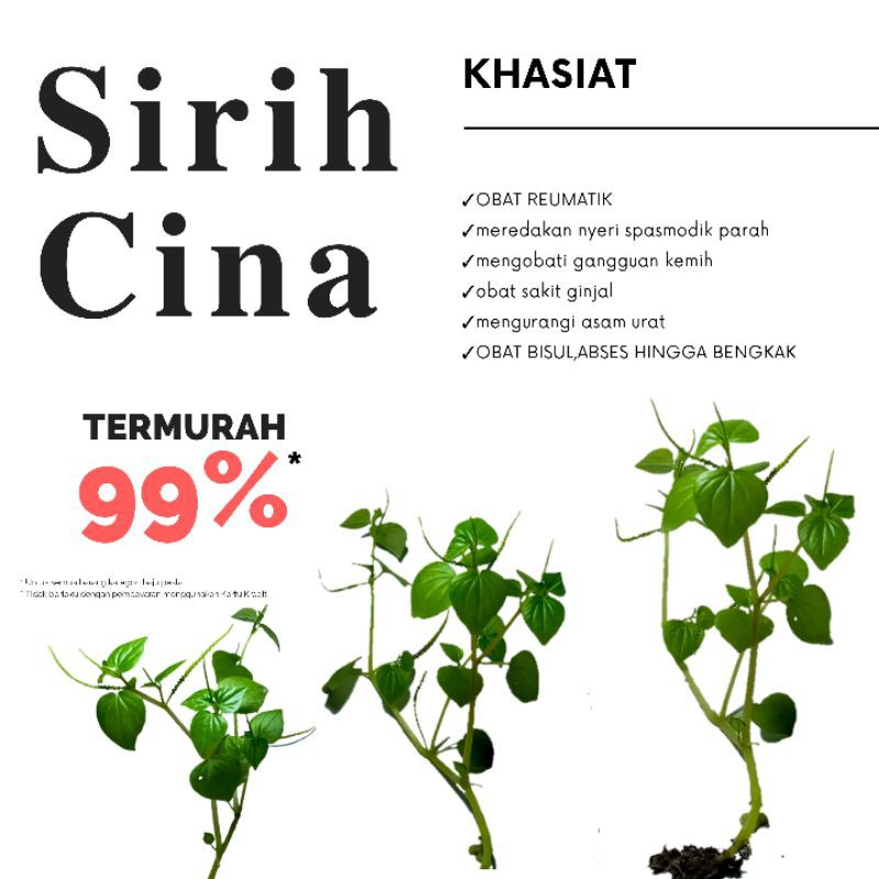 Sirih Cina Obat Herbal Alami Ginjal Asam Urat Jerawat Bengkak Shopee Indonesia