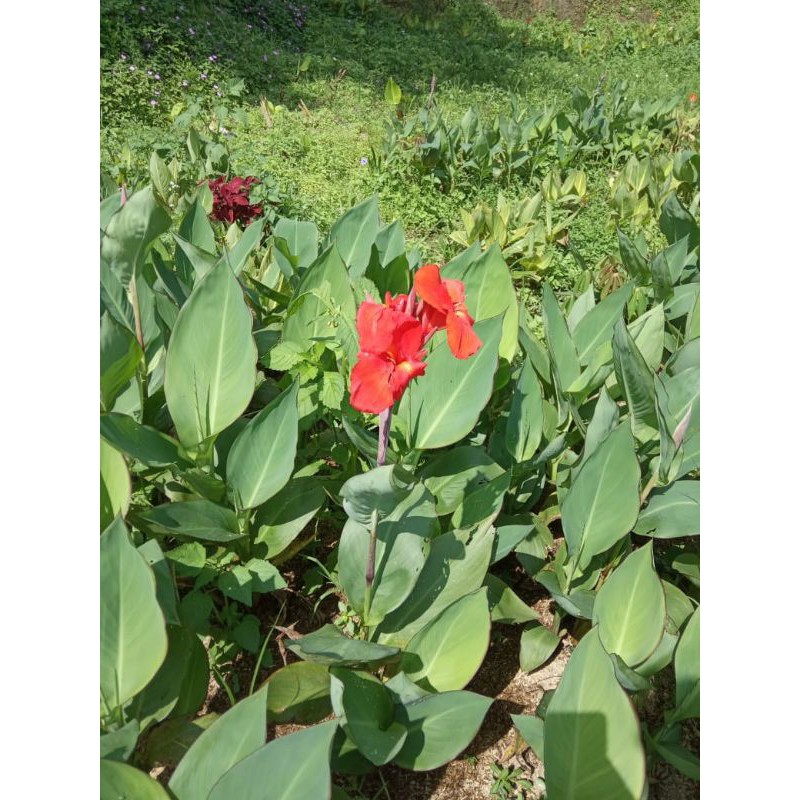 kana presiden /kana bunga merah
