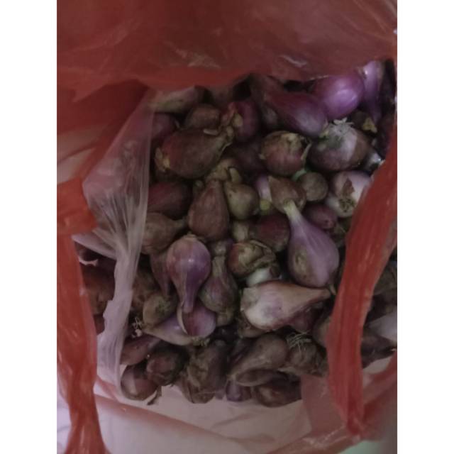 

Bawang Merah