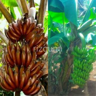 Bibit pisang  merah  dan pisang  morosebo Shopee Indonesia