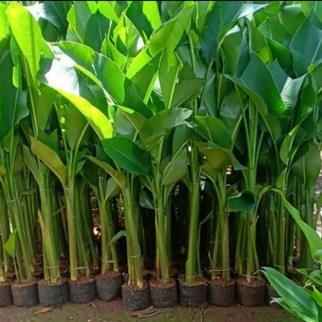 TANAMAN HIAS PISANG KARIBAY [ POHON PISANG KARIBAY . 40-80cm ]