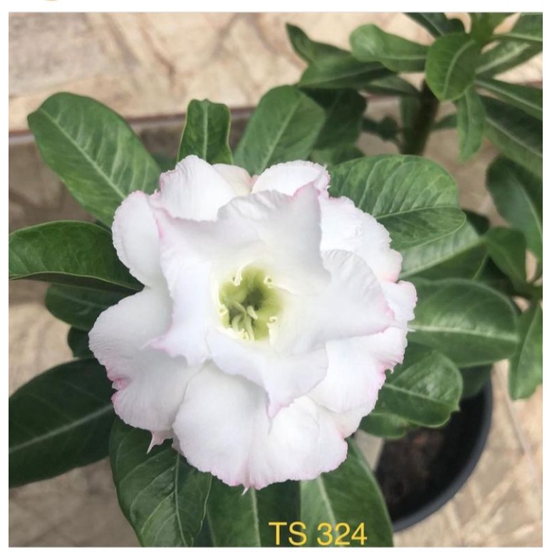 tanaman hias adenium kembang putih-bibit adenium putih