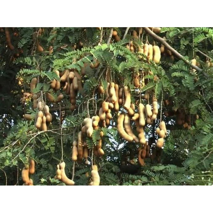 #_* 1 Kg Biji Benih Tanaman Pohon Asem Jawa $_$