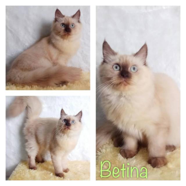 Kucing Betina Himalaya Shopee Indonesia