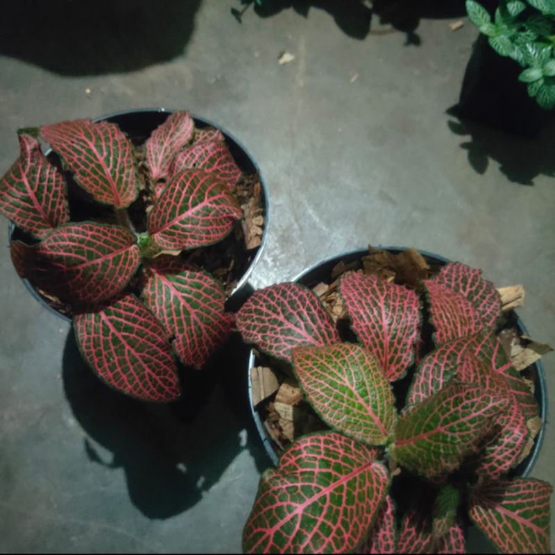 tanaman hias fittonia albevenis pink - tanaman fittonia - fittonia