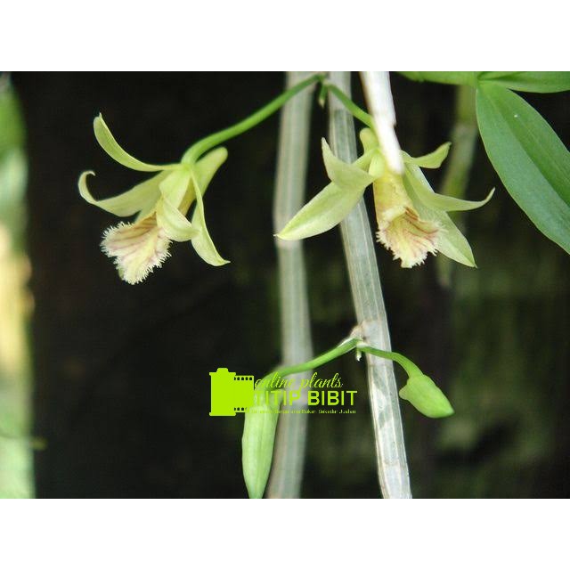 Anggrek spesies Dendrobium stuartii