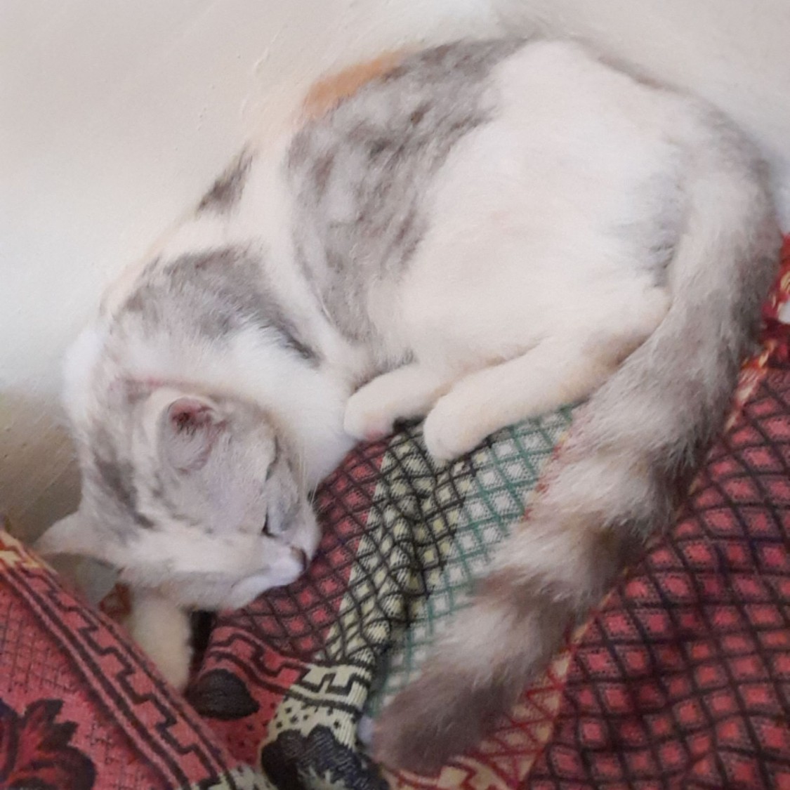 ikipelangganmu