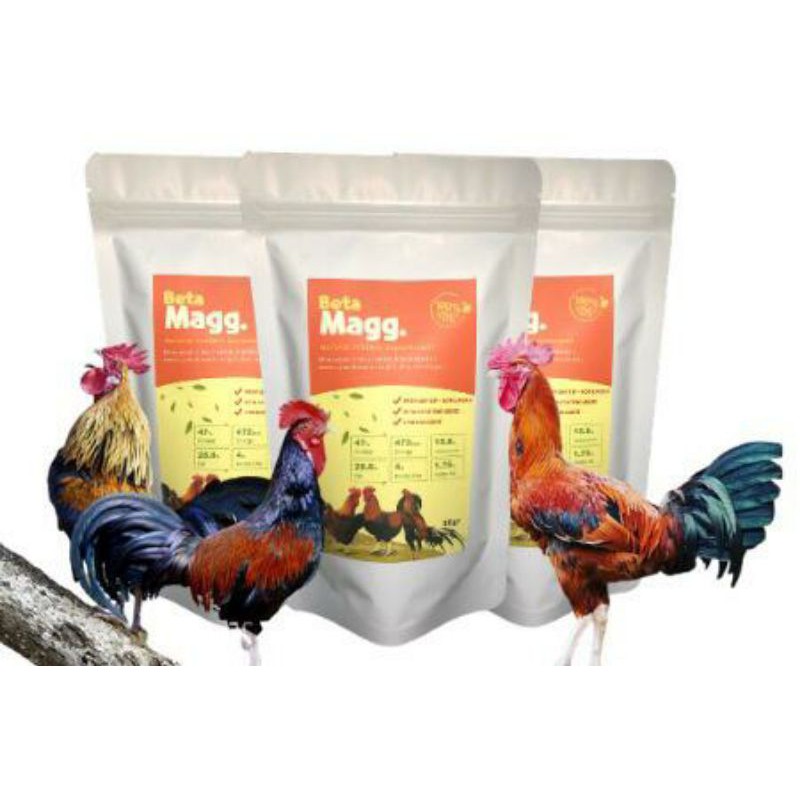 780 Koleksi Gambar Semua Unggas HD