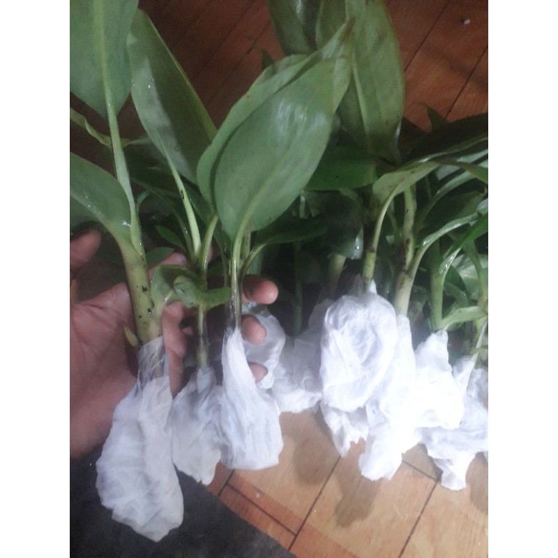 bibit pisang cavendish Grand Nain