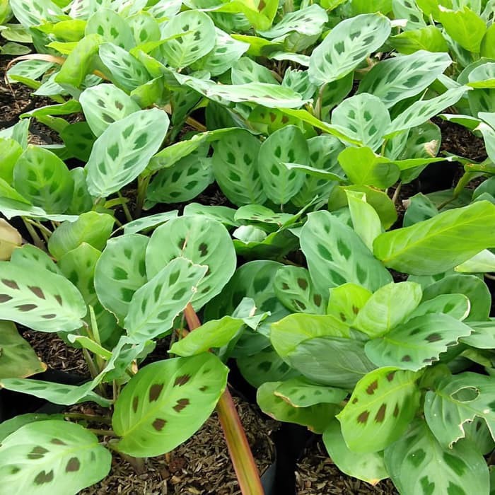 Tanaman Hias Kalatea Chalatea Macan