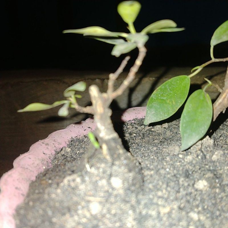 bahan bonsai mame iprik