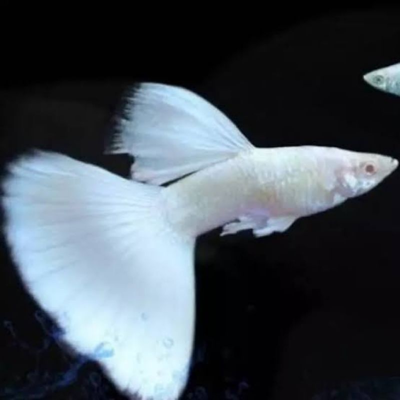albino full platinum
