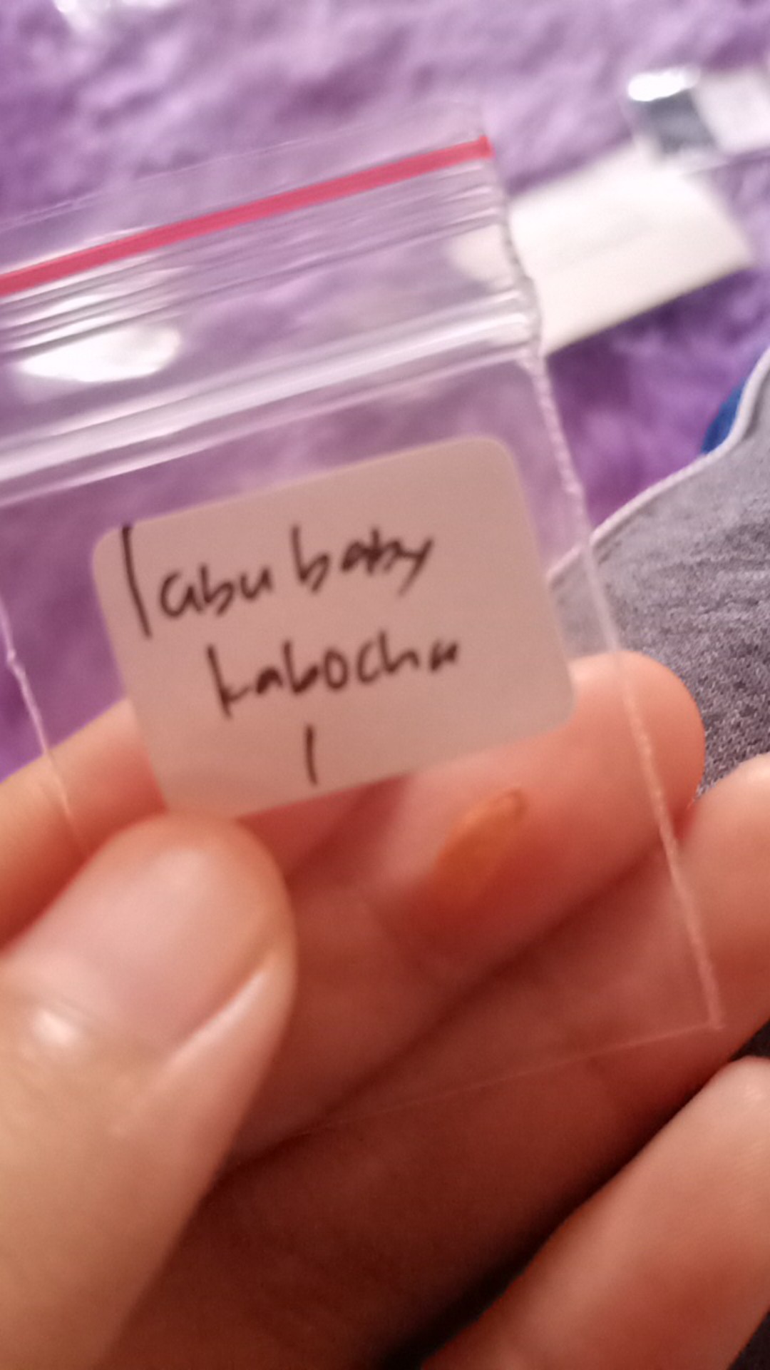 Benih Labu Baby Kabocha Pumpkin - Biji Bibit Buah