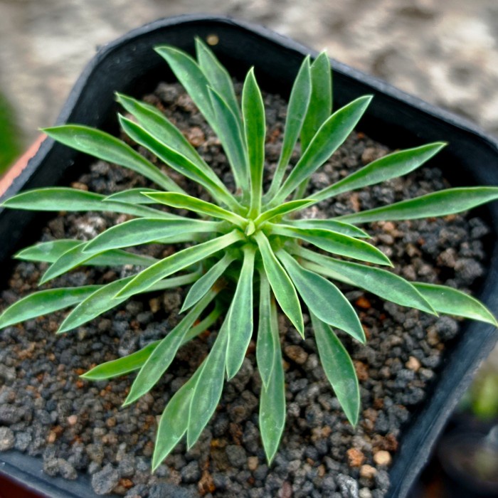 euphorbia sotetsu kirin