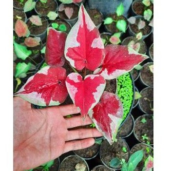 bonggol caladium dwi warna/ asli keladi dwi warna