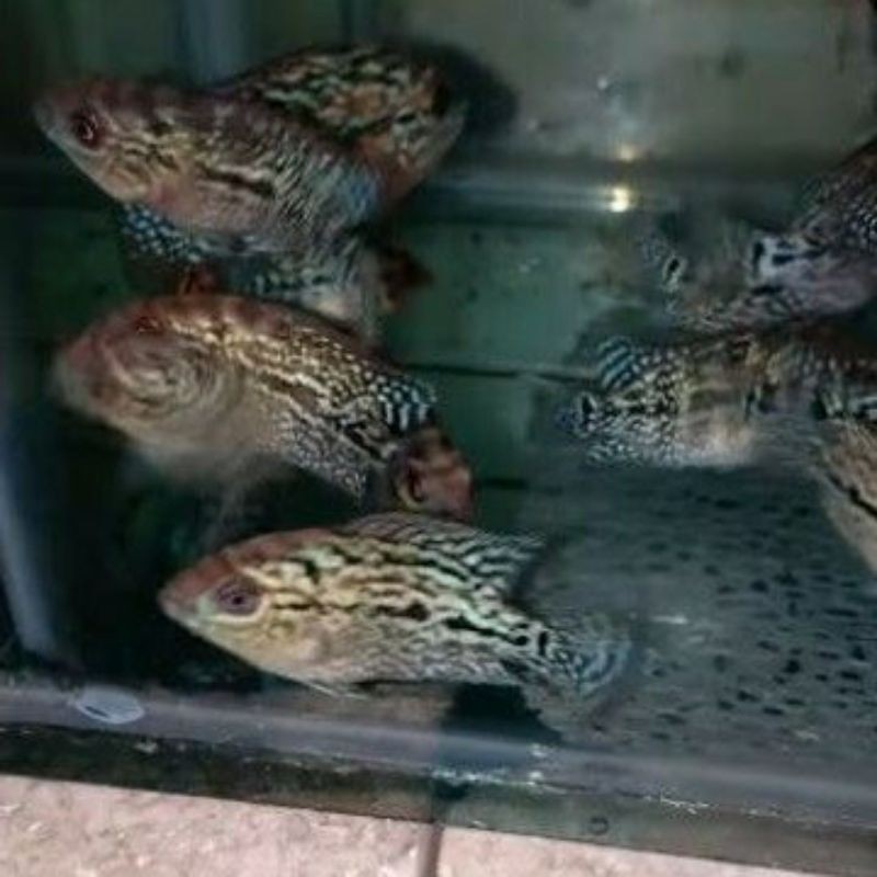 ika louhan/lohan KAMFA F3 ORI burayak 4cm-6cm