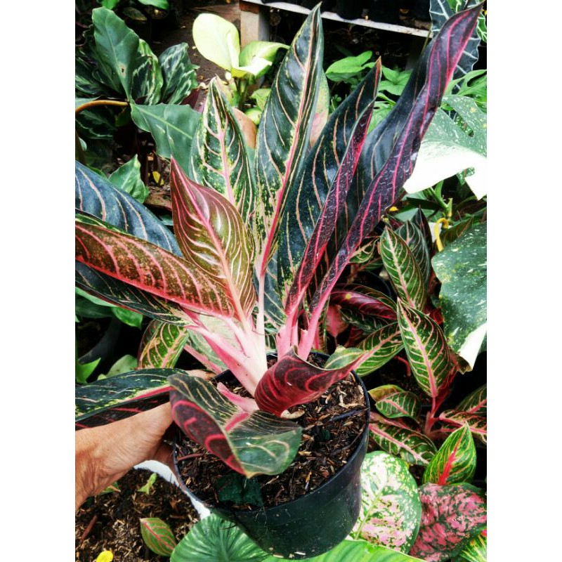 aglonema red Sumatra Aglonema red remaja