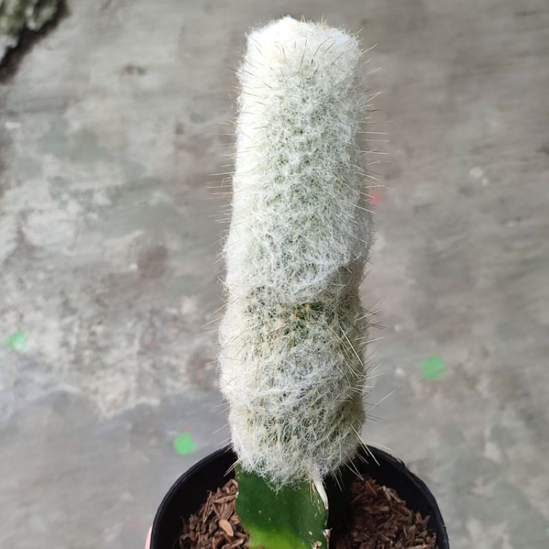 Kaktus oldman graft espostoa lanata