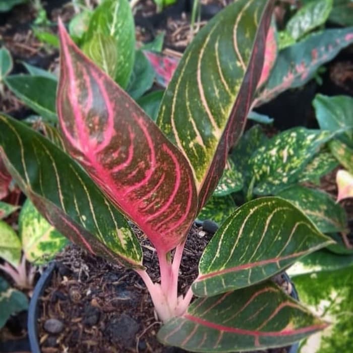 tanaman hias aglonema red Sumatra - aglonema - pride Sumatra