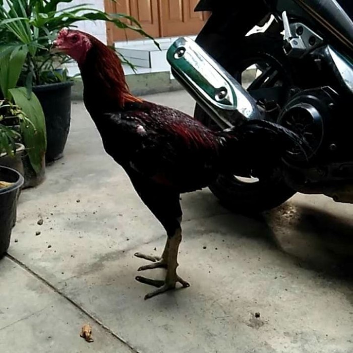 Ayam Mangon Ori Kaki Hitam Lawan Bangkok Pakoy Pama Shamo Ganoi Koygon