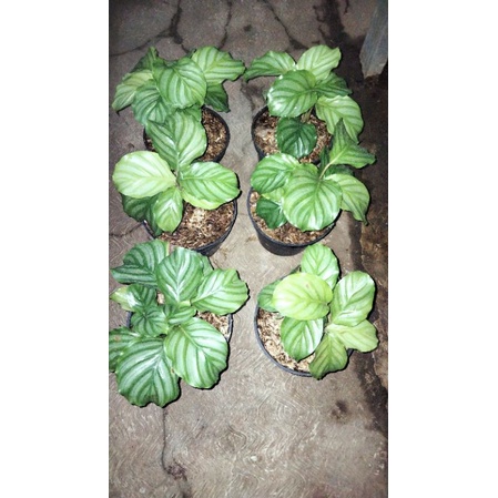 calathea orbifolia