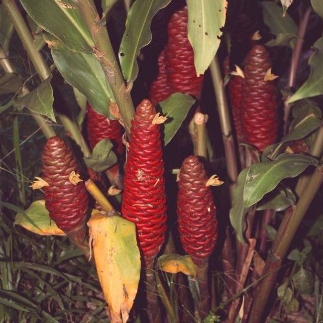 Bangle Hitam / Bangle Wulung / Panglay Wulung segar