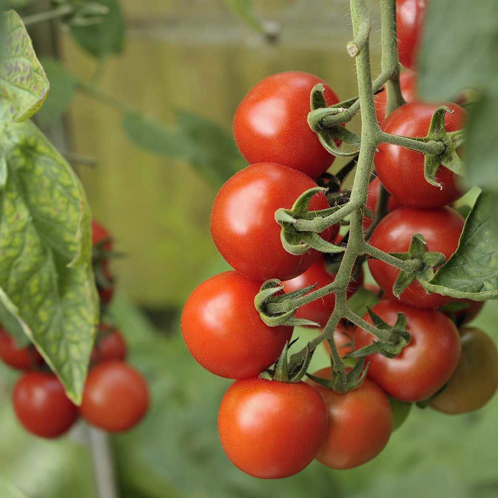 Benih Bibit Biji - Tomato (Standard) Alicante Tomat Merah Super Manis Seeds - IMPORT