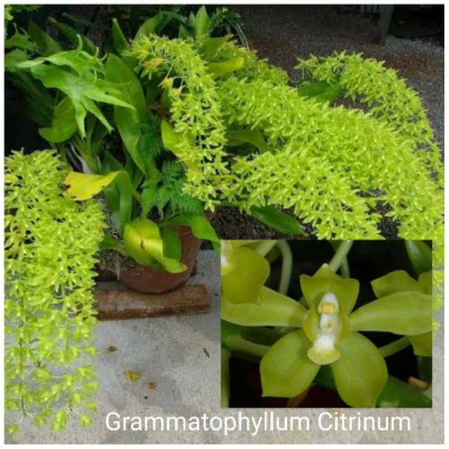 Anggrek grammatophyllum seedling