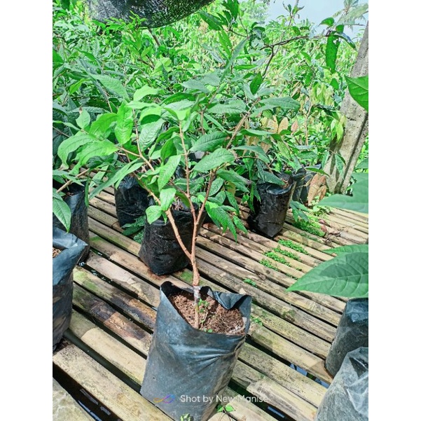 Bibit White Jaboticaba / anggur Putih