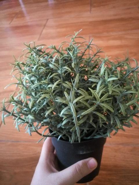 Fejka, Tanaman Tiruan Dalam Pot, Oregano, timi, Rosemary 9 Cm