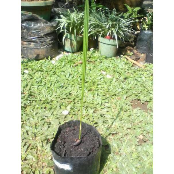 FPRT BIBIT KURMA AJWA / KURMA NABI H0RE