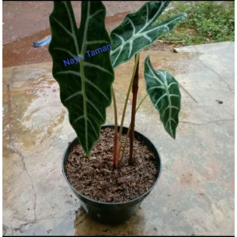 Keladi Amazon-Tanaman Keladi-Pohon Keladi Amazon